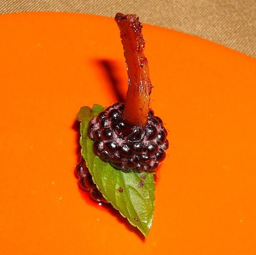 [bacon+toothpick.jpg]