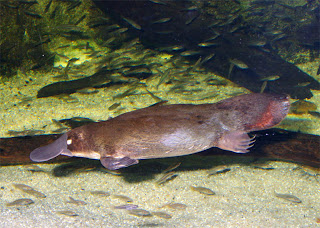 platypus great swimmer