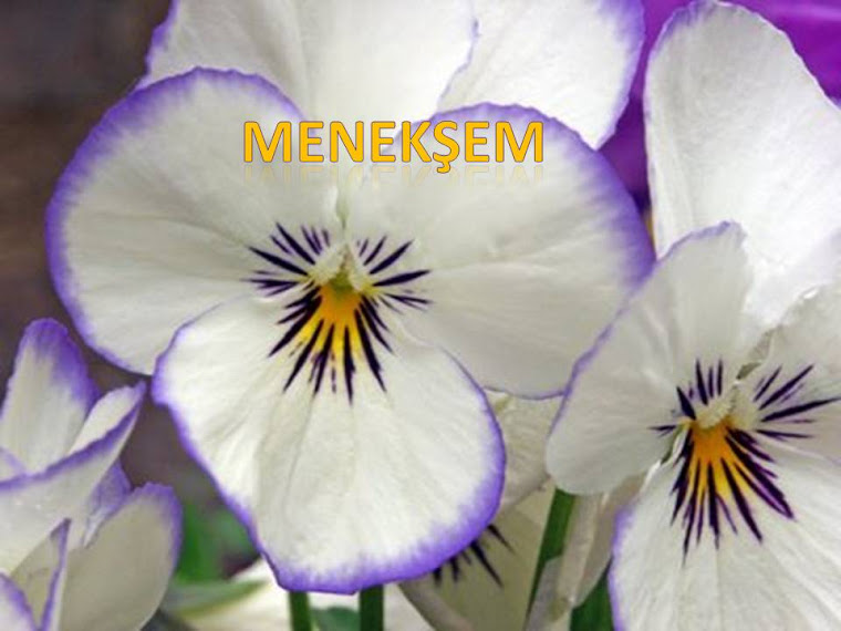 meneksem