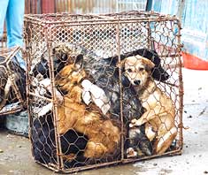 Animals in China Need Your Help