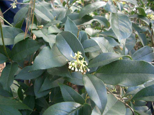 Sweet Olive Plant