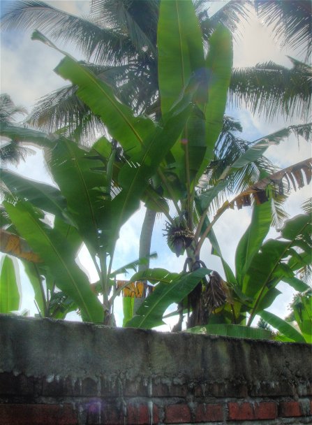 [bloglegebananenboom.jpg]