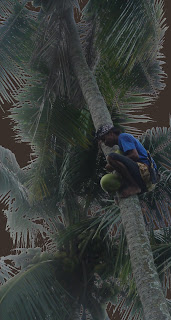 Ybud, Bali: cleaning a coconut tree at Villa Sabandari a small boutique resort near Ubud Bali