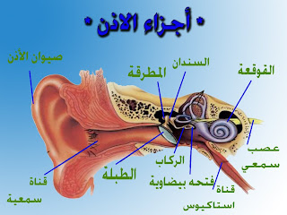 طنين الأذن - إزعاج لا يتوقف! %D8%A7%D8%AC%D8%B2%D8%A7%D8%A1+%D8%A7%D9%84%D8%A7%D8%B0%D9%86