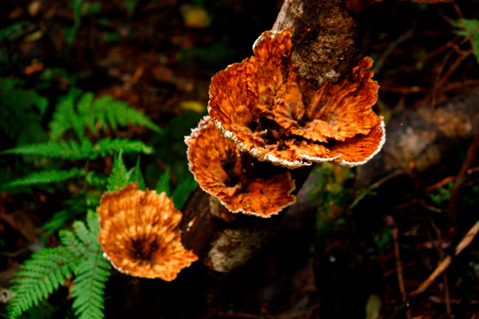 Thru my Sydney Eye Fungi crawling out from the