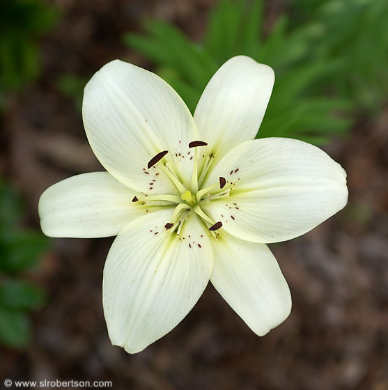 [white-lily-b.jpg]