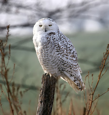 Snowy White Owl Meaning
