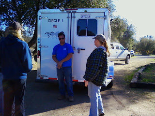 Alot Of Horses