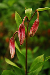 FLORES ALPINAS. Agasallo de J. Luis