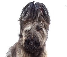 Briard with cropped ears