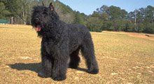 Bouvier des Flandres