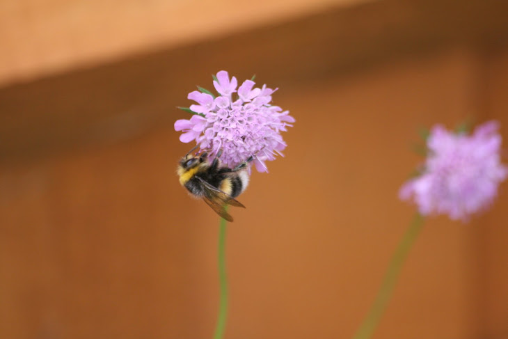 Bee visiting Scabious