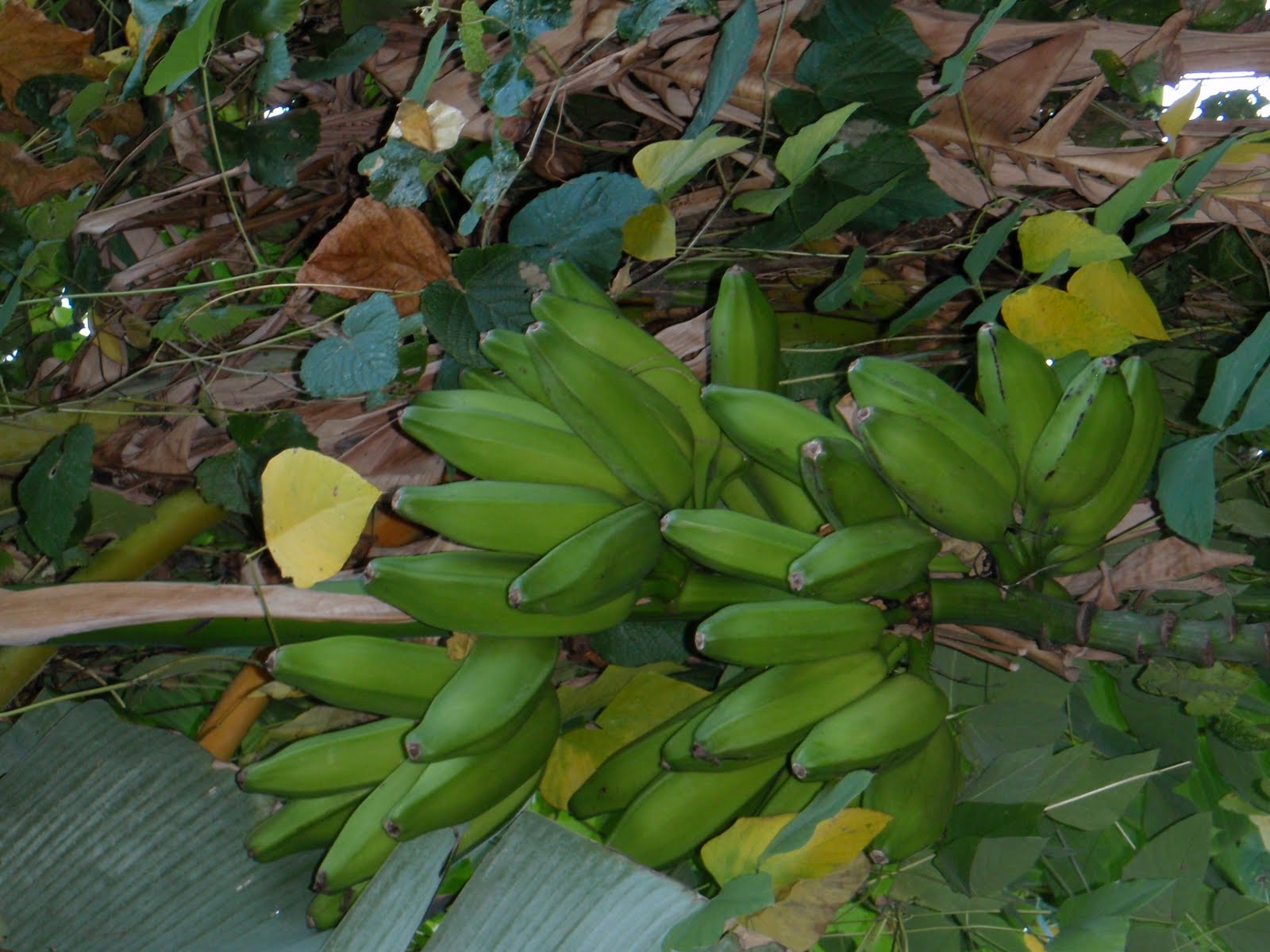 [P1273475.JPG]