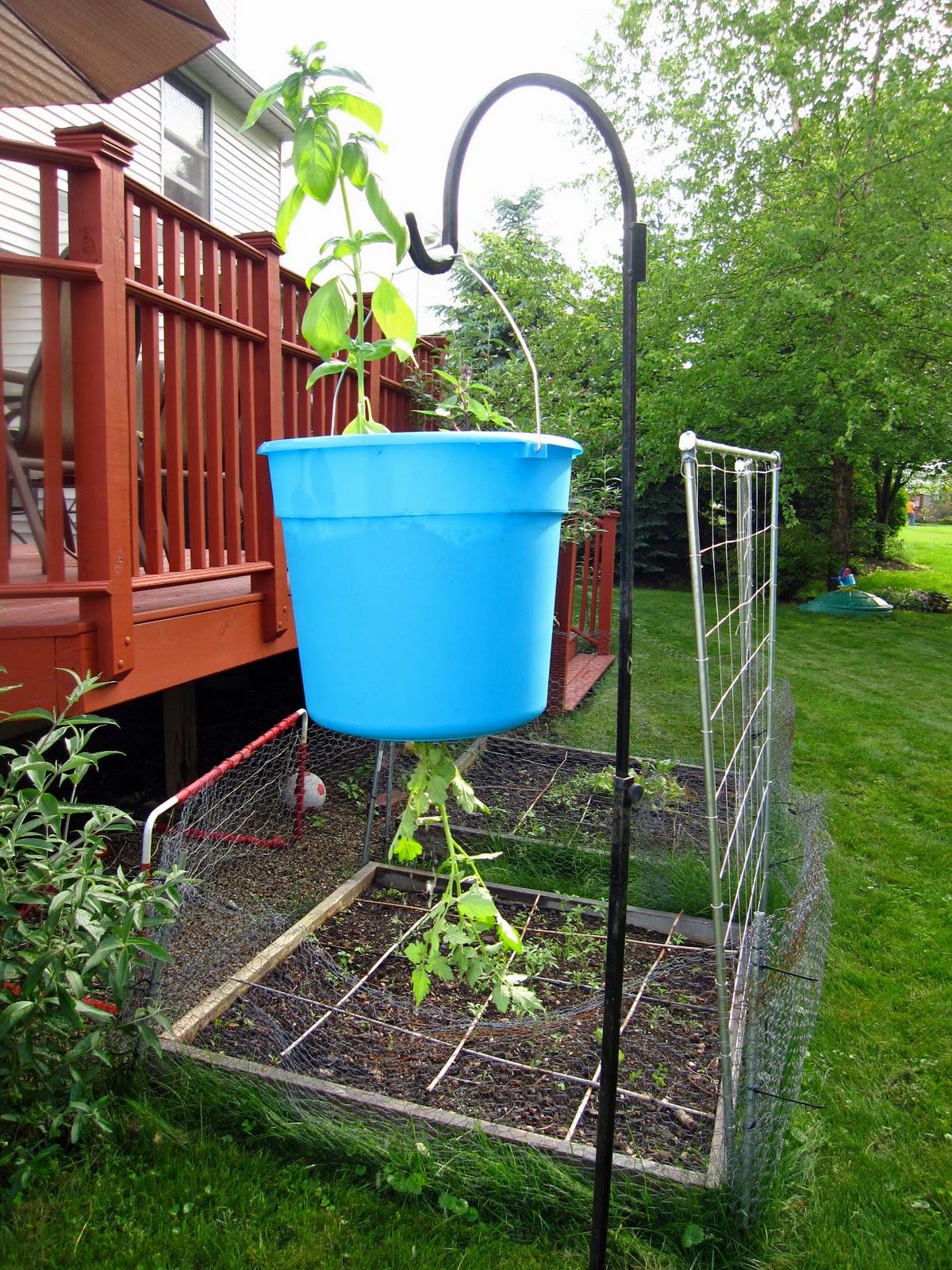 How To Make An Upside Down Tomato Planter From Grocery How To Make An Upside Down Tomato Planter From Grocery