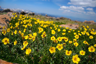 Alpine Avens