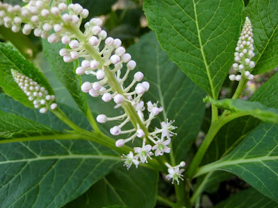 Christy S Garden Buddleia Davidii Petite Black Knight