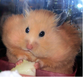 [i_ate_too_moishe.jpg]