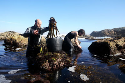 Conservas Porto-Muiños - Algas en conserva