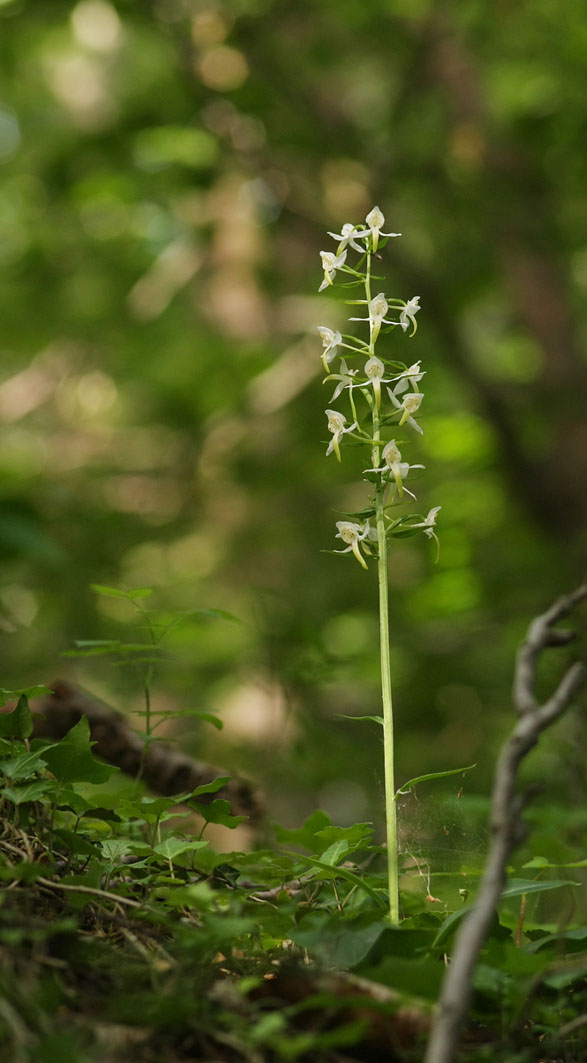 [Orchidee+im+Wald+1a+small.jpg]