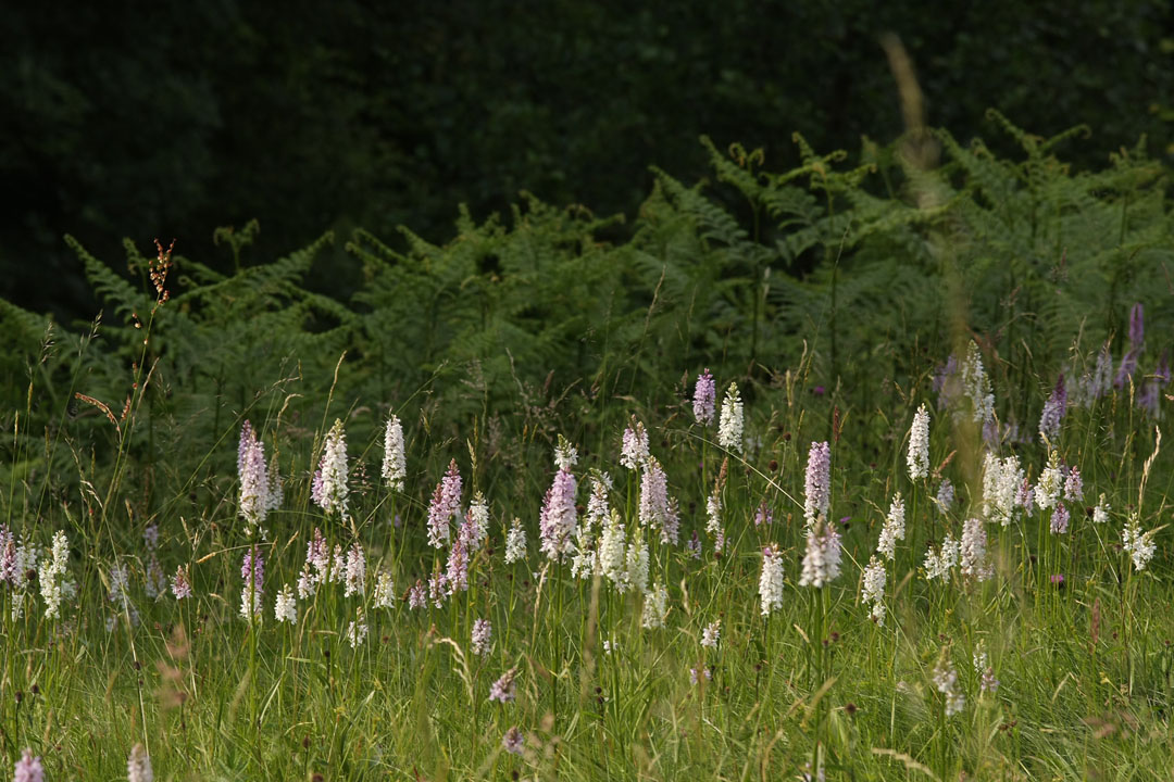 [Orchideenwiesen+bei+Straßburg+im+Odenwald+5+small.jpg]