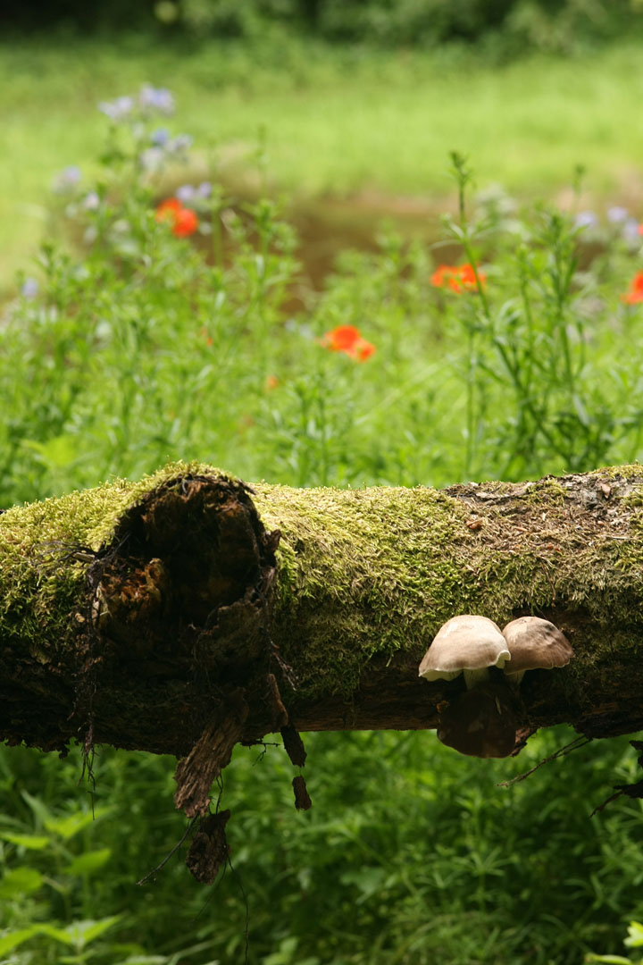 [Pilze+und+Blumen1+small.jpg]