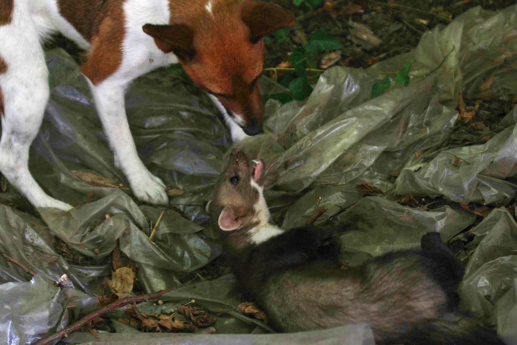 [Steinmarder+Matilda+und+Hund+3+small.jpg]