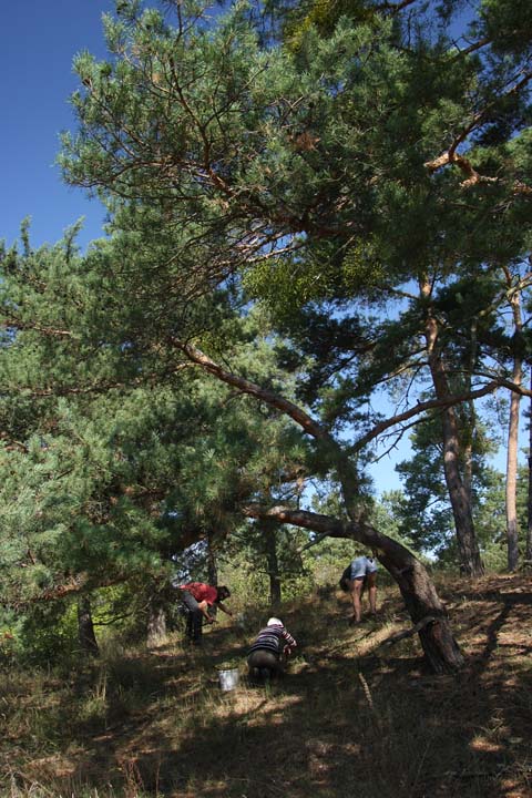 [NABU+Arbeitseinsatz+An+den+Schenckenäckern+6+small.jpg]