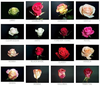 Flower Charts - Colors & Names — Dellables Wedding Design & Florals