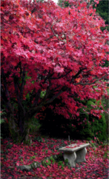 [Pink_Dream.png]