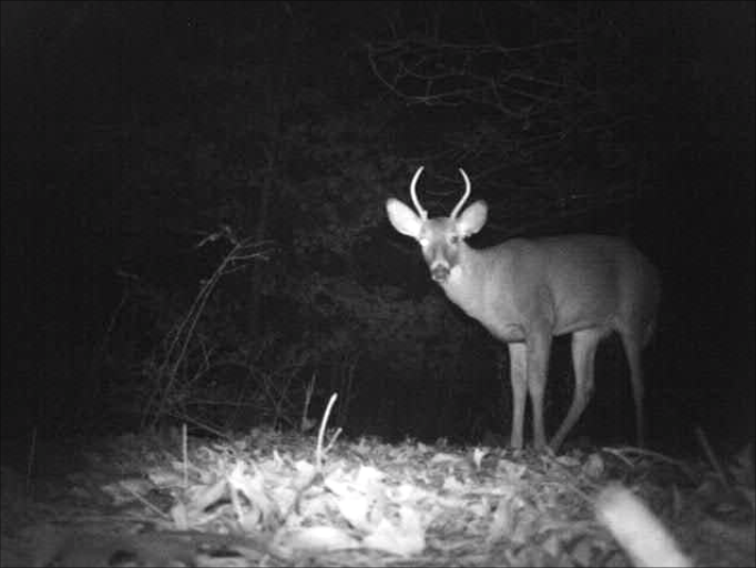 60 pound spike deer 60 pound spike deer