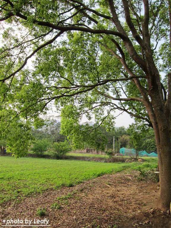 [IMG_1236+(Large).jpg]