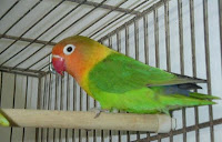 love birds care and cage information african love bird
