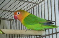 african love bird