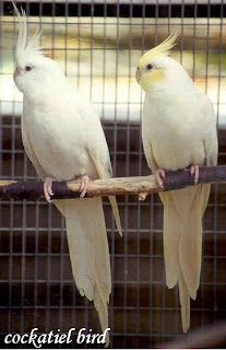 cockatiel albino price
