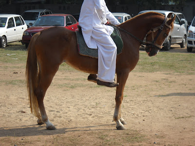 horse show ahmedabad