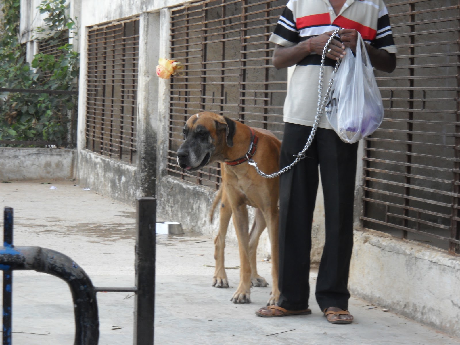 Pet Shop Ahmedabad Dog show in ahmedabad gujarat india