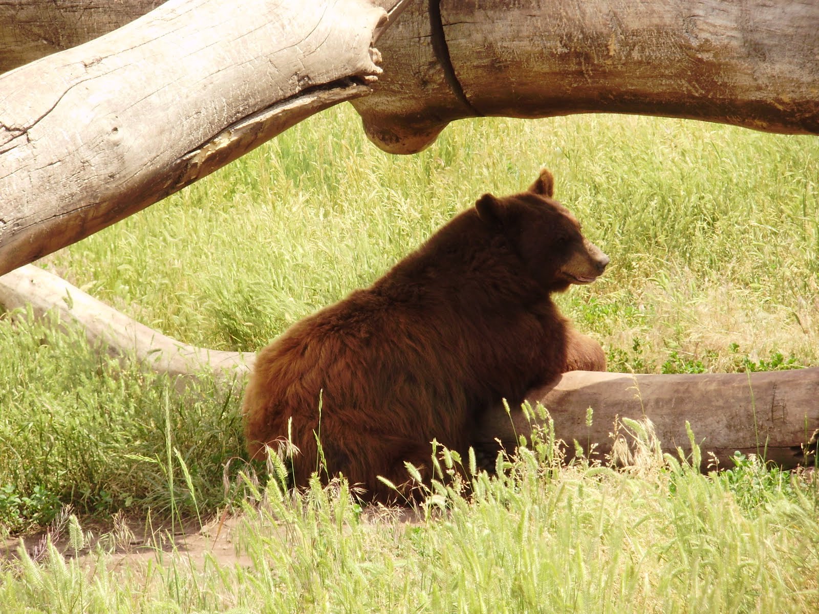 Life at 55 mph Bear Country USA in Rapid City, South Dakota a drive