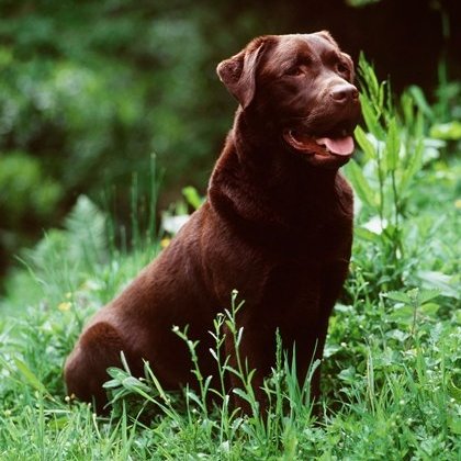 Labrador+cocker+spaniel+cross+puppies