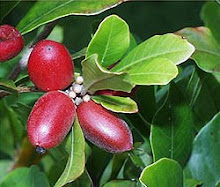Grow your own Miracle Fruit
