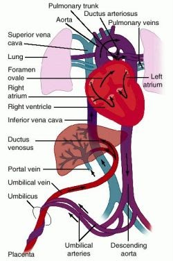 Physiology: Fetal Circulation
