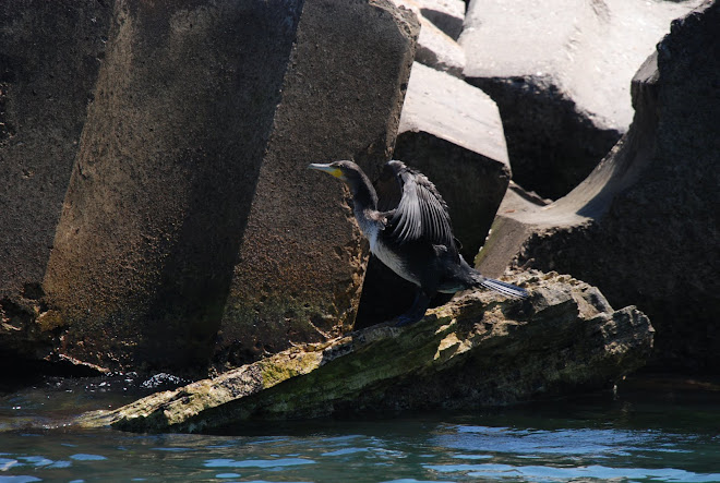 cormoran mare