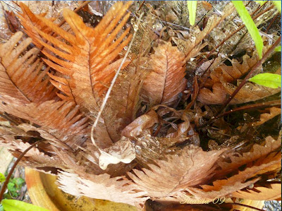 Basket Fern