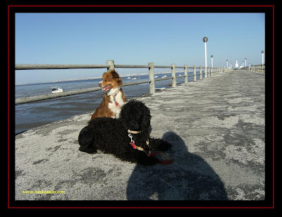 australian shepherd and portuguese water dog in alcochete
