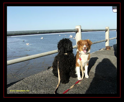 australian shepherd and portuguese water dog in alcochete