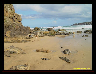 Australian Shepherd and Golden Retriever in Amado Beach, Algarve