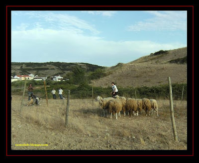 herding with australian shepherd