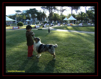 australian shepherd in estoril dog show