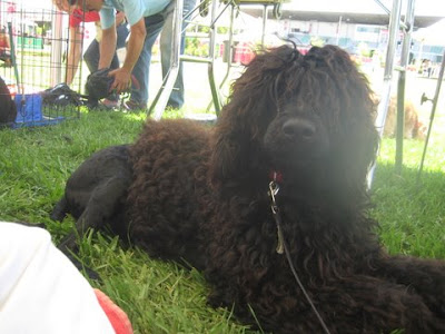Portuguese Water Dog