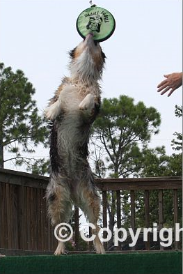 [aussie_dockdog7.png]