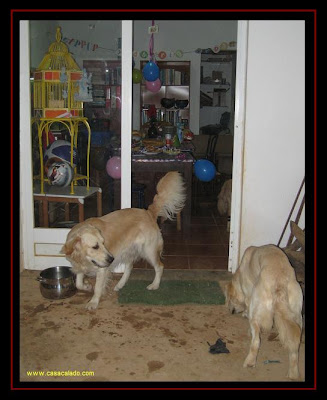 Golden Retriever Dog Party